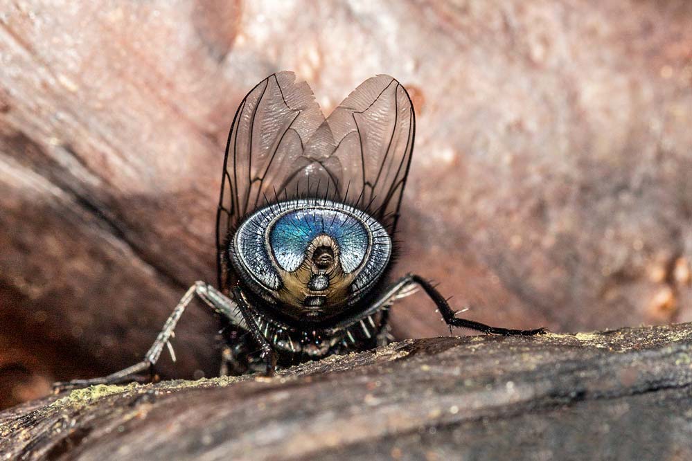 Calliphoridae  von hinten!