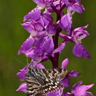 Callistege mi, ein Eulenfalter (Noctuidae), auf Mannsknabenkraut (Orchis mascula)