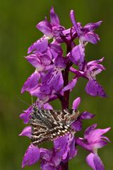 Callistege mi, ein Eulenfalter (Noctuidae), auf Mannsknabenkraut (Orchis mascula)