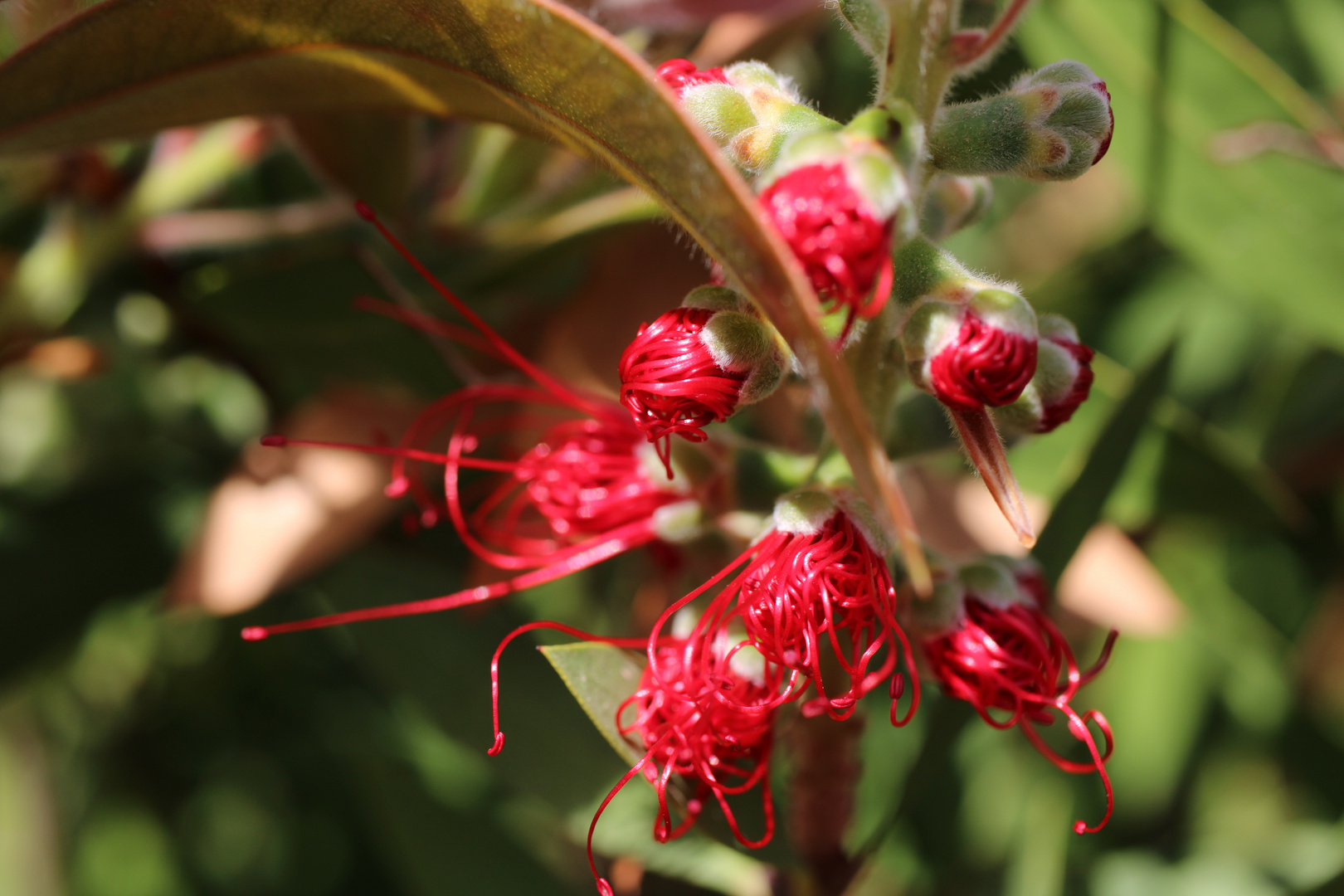 Callistemon