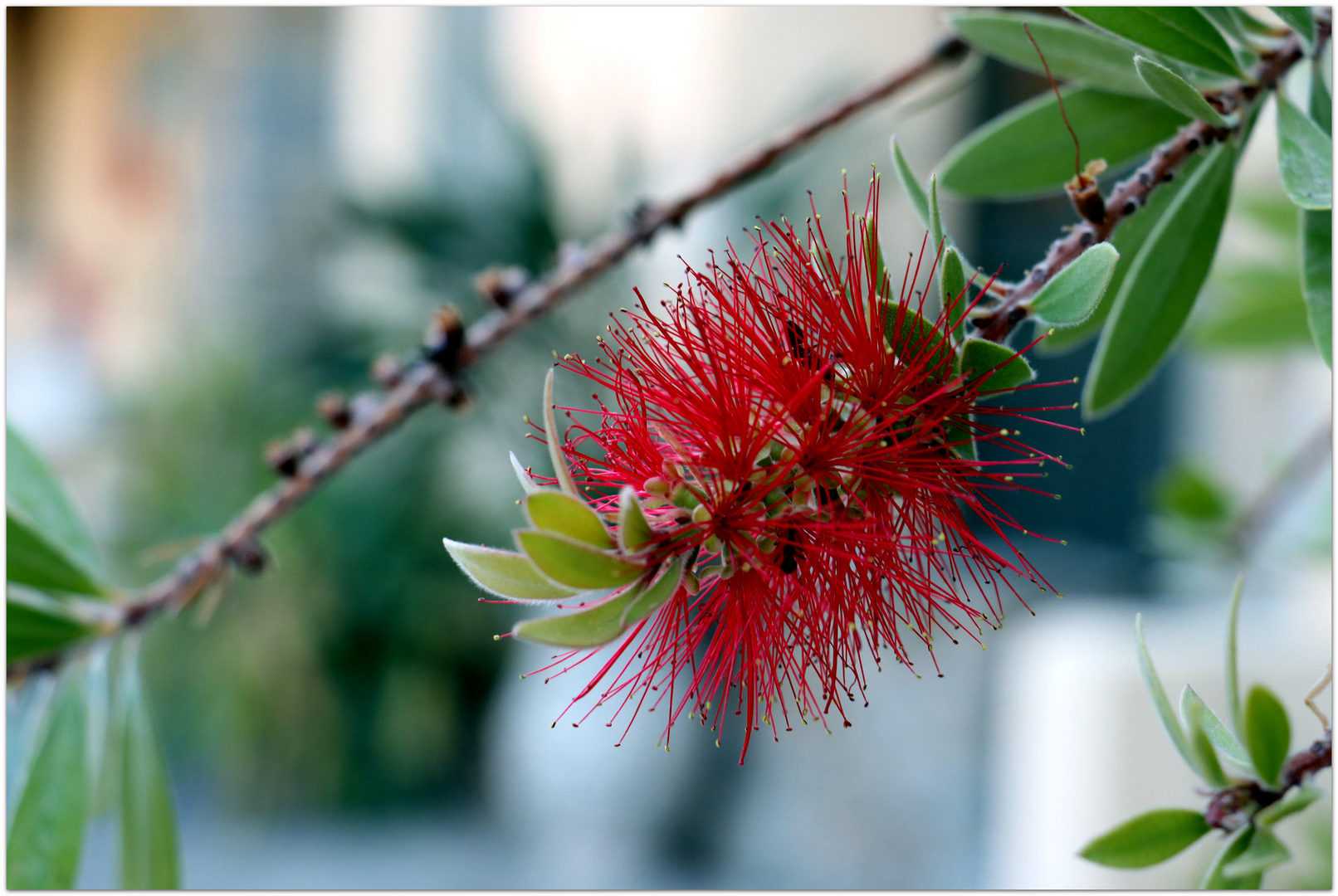 Callistemon...