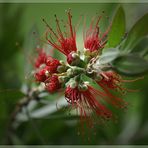 CALLISTEMON 2