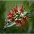 CALLISTEMON 2