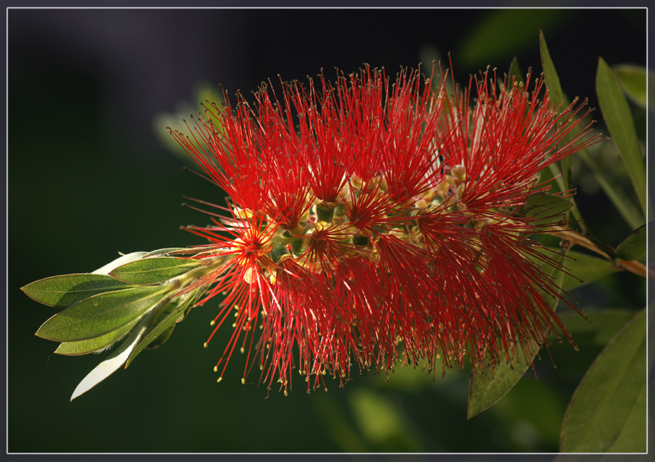 CALLISTEMON 3