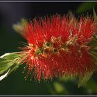 CALLISTEMON 3