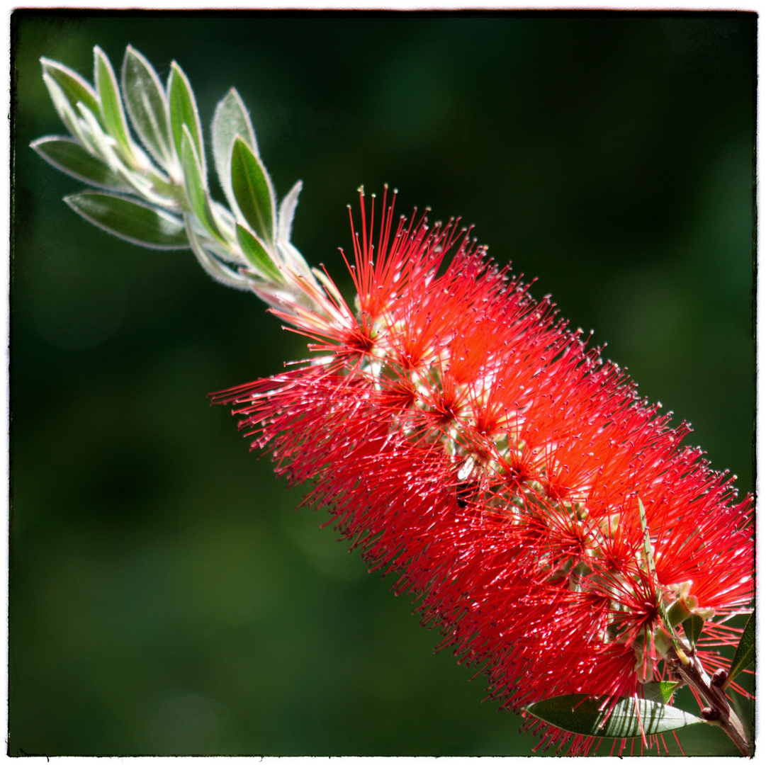 Callistemon 