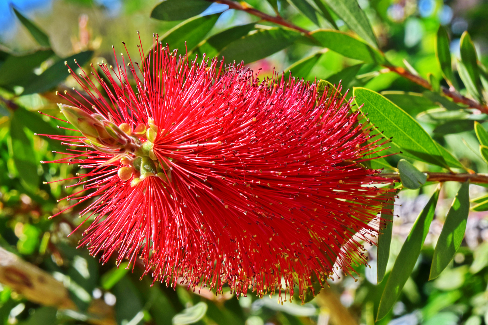 Callistemon