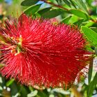 Callistemon