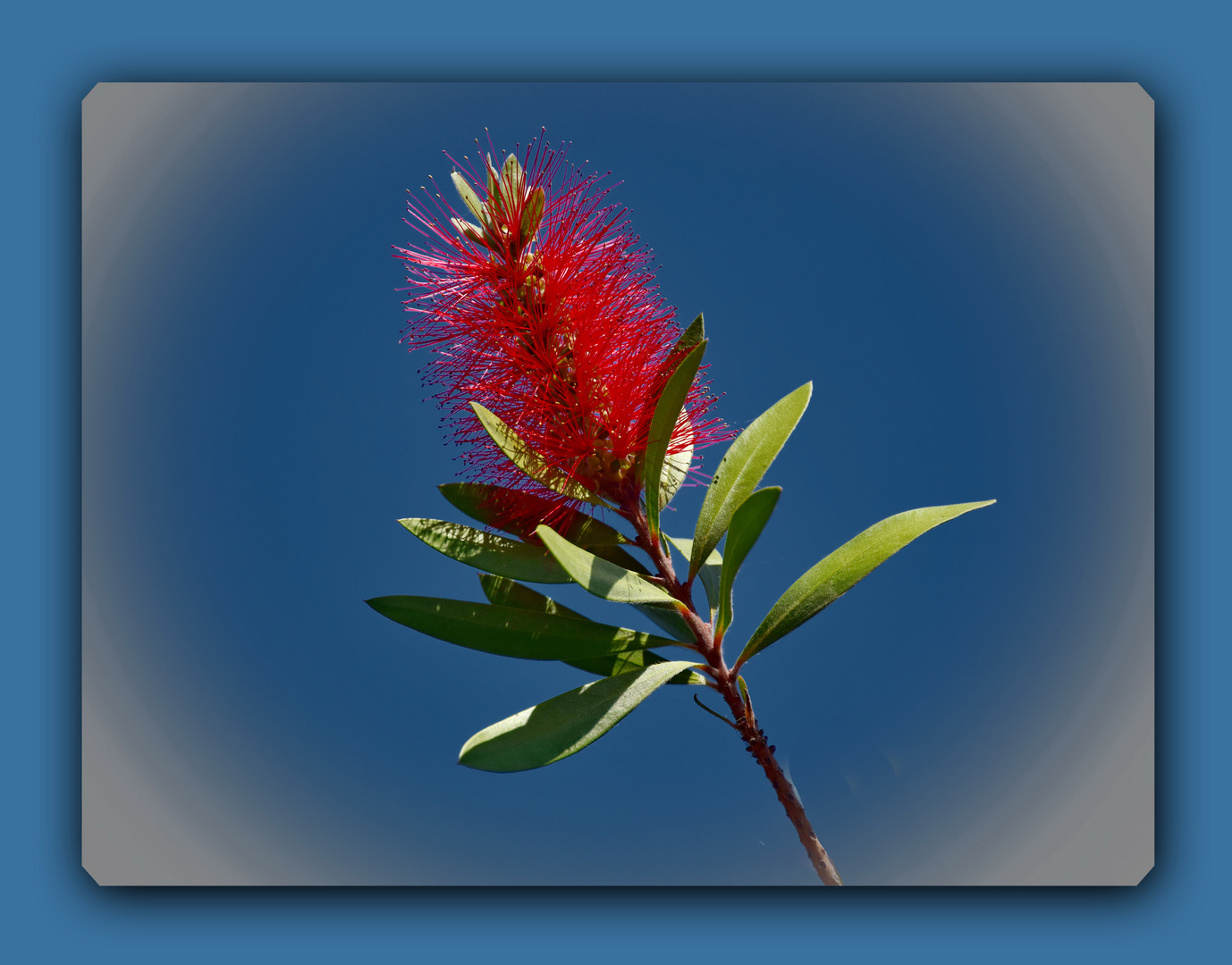 Callistemon