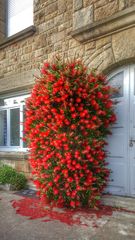 Callistemon