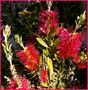 Callistemon von Alberto Cherubini Magni 