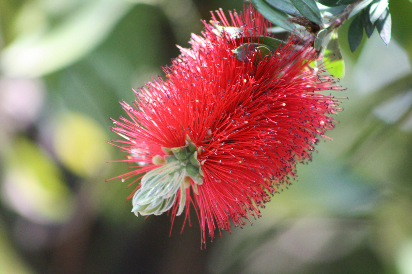 Callistemon