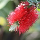 Callistemon