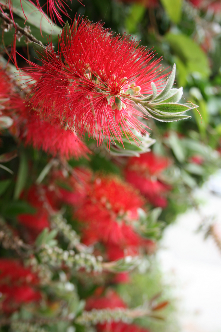 Callistemon