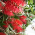 Callistemon