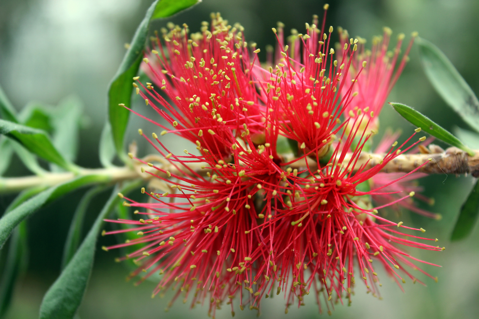 Callistemon