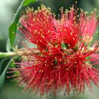 Callistemon