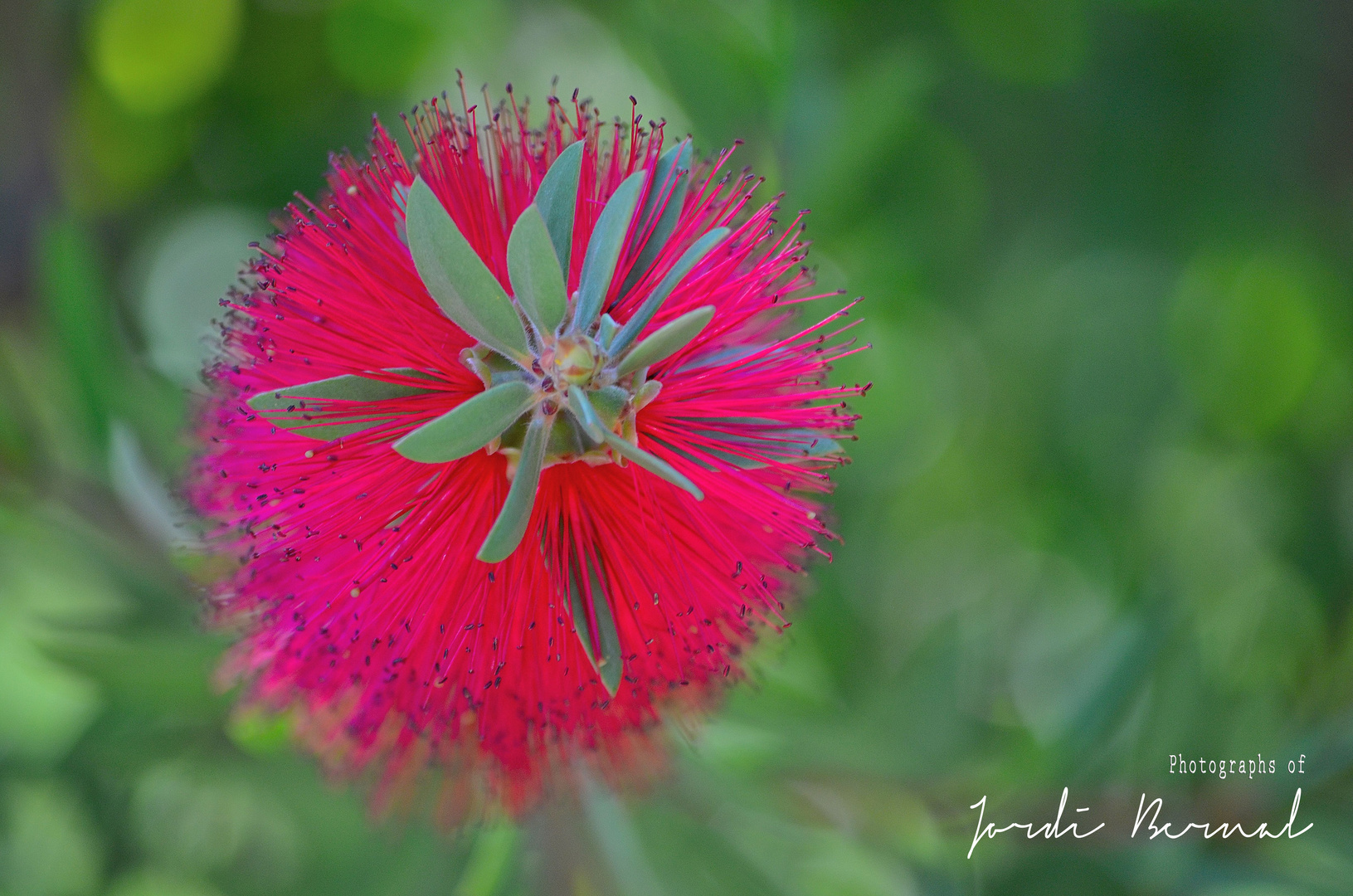 Callistemon.