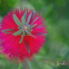 Callistemon.