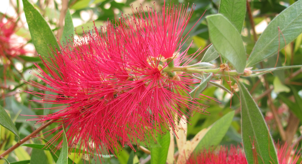 Callistemon