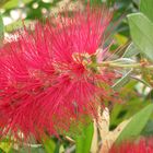 Callistemon