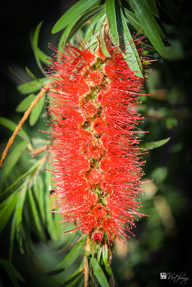 Callistemon