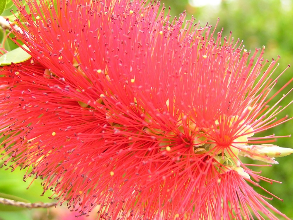 Callistemon