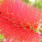 Callistemon