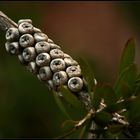 Callistemon