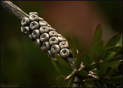 Callistemon