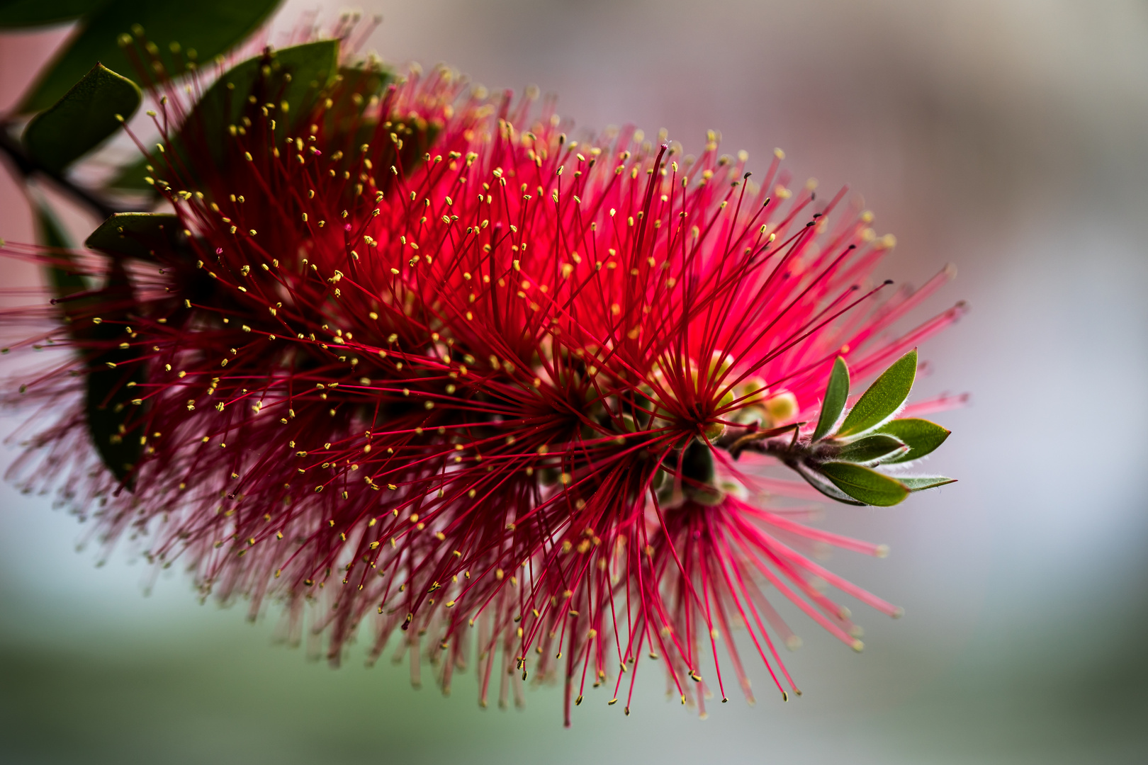 Callistemon Blüte