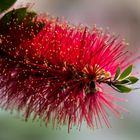 Callistemon Blüte