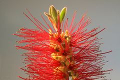 Callistemon Blüte