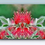 Callistemon