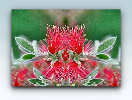 Callistemon