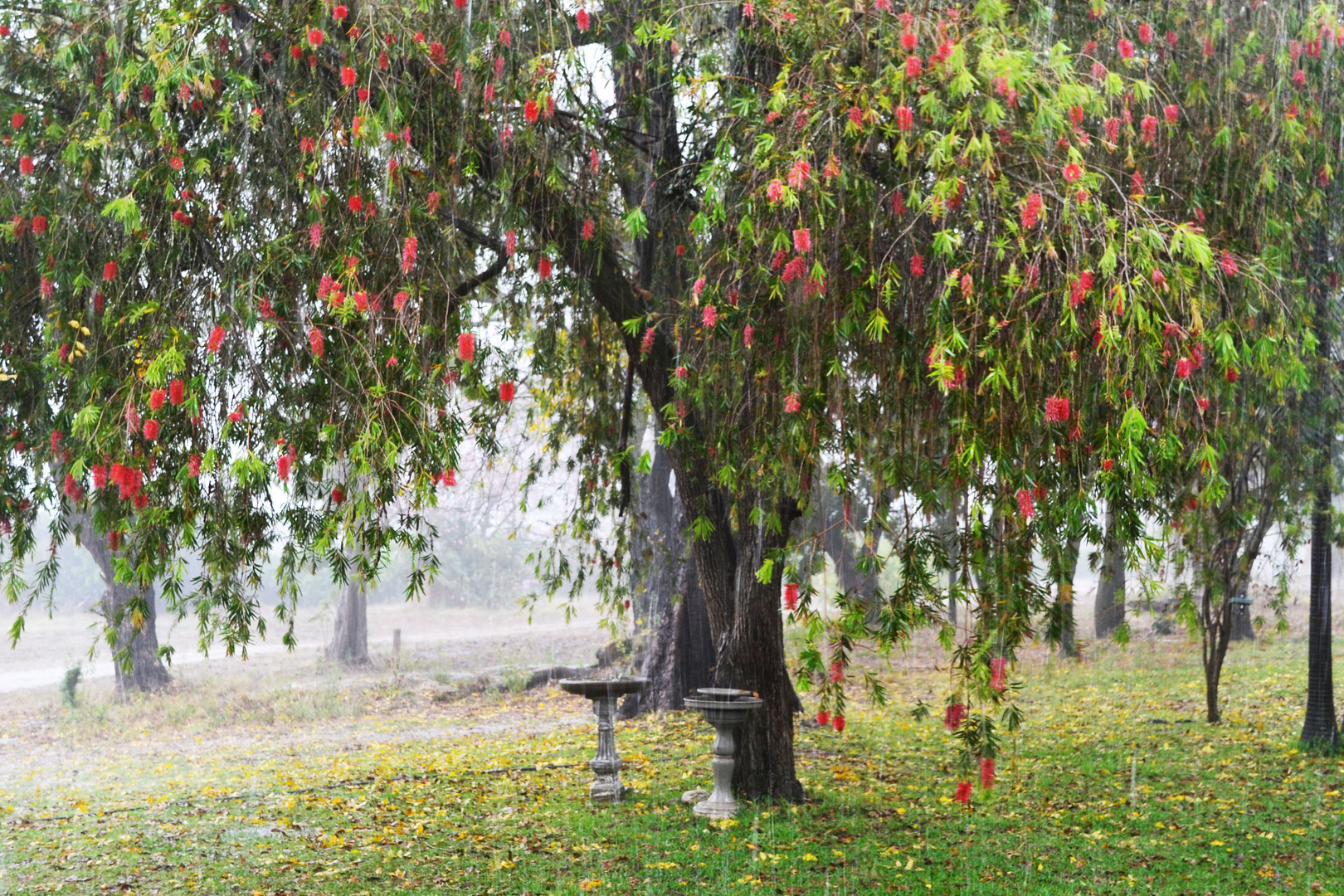 Callistemon Citrinus