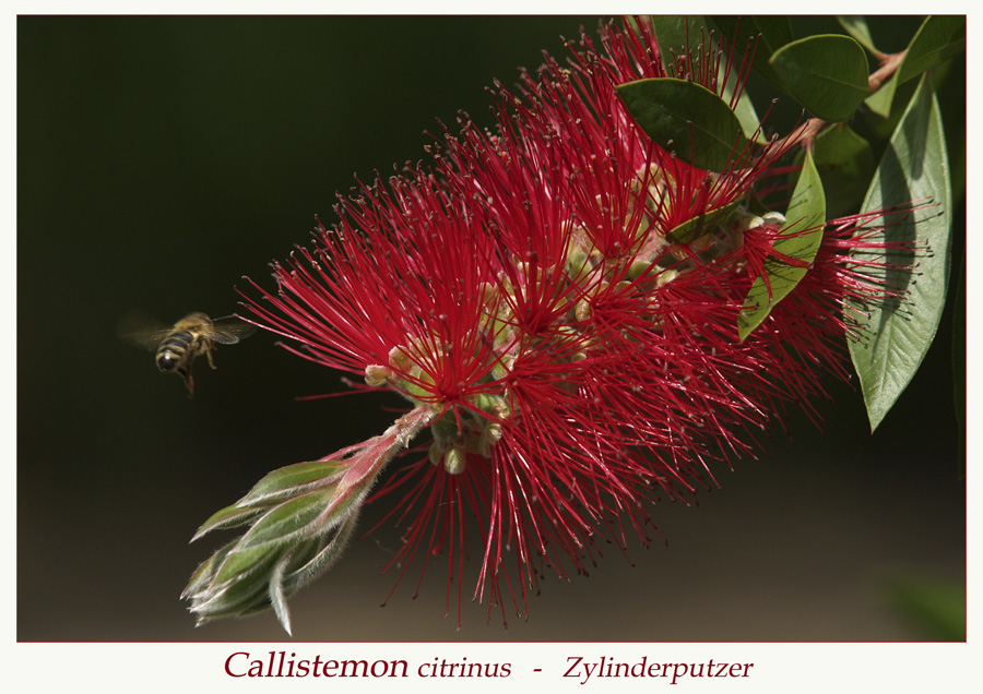 Callistemon citrinus