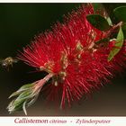 Callistemon citrinus