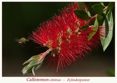 Callistemon citrinus