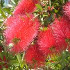 callistemon citrinus