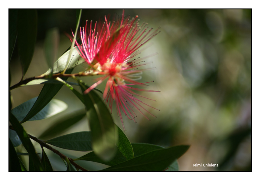 Callistemon Citrinus