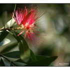 Callistemon Citrinus