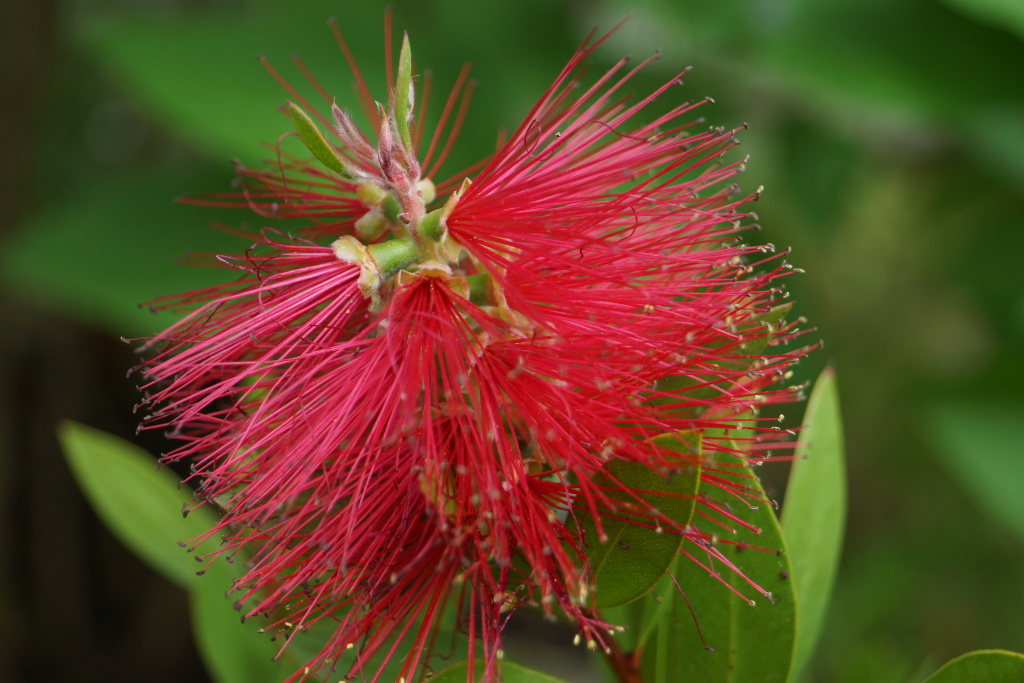 Callistemon citrinus