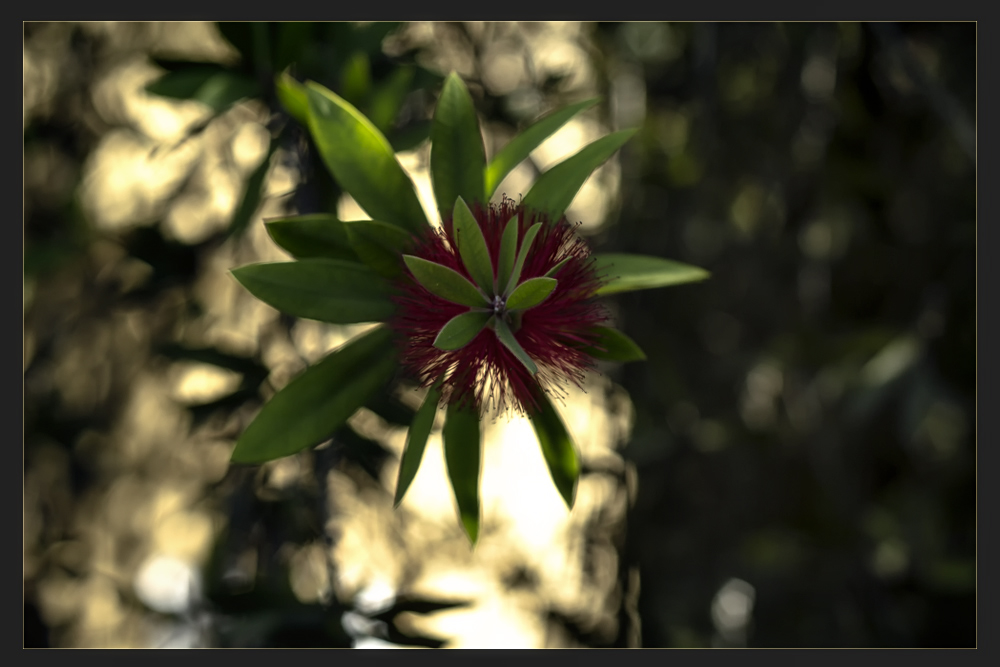 Callistemon Citrinus