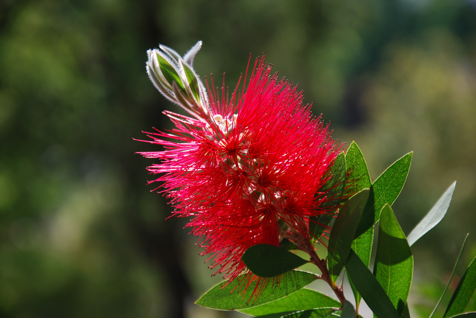 Callistemon citrinus