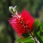 Callistemon citrinus