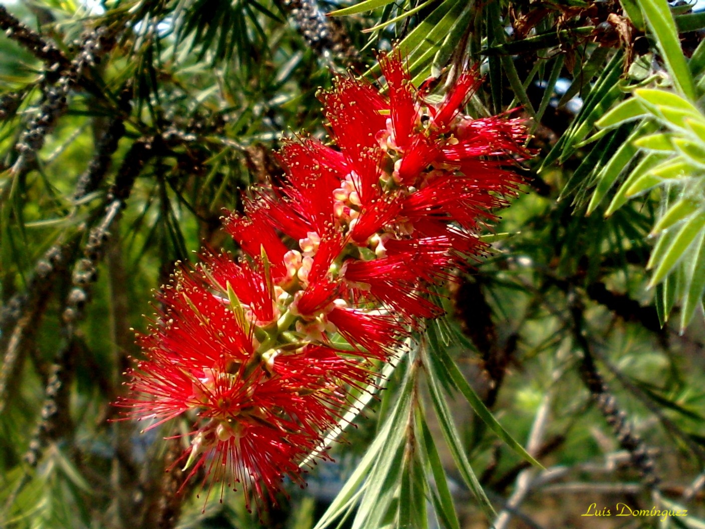 Callistemon Citrinus