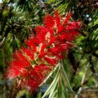 Callistemon Citrinus