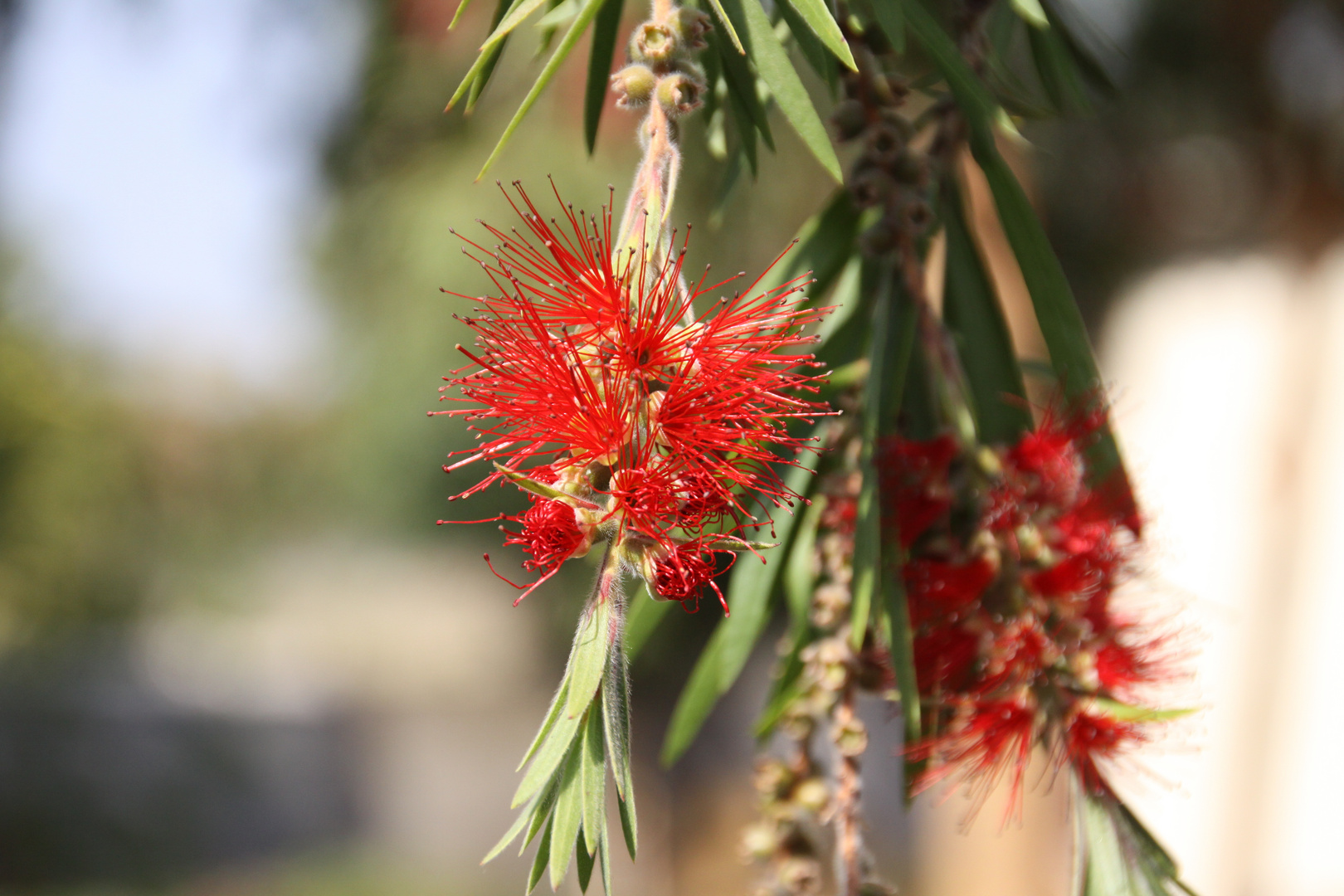 Callistemon Citrinus (Flaschenputzer)