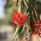 Callistemon Citrinus (Flaschenputzer)